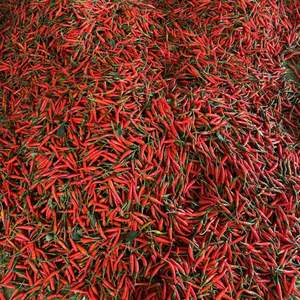 พริกสดคุณภาพส่งออกพรีเมียมจากเวียดนาม - กิมมิน นานาชาติ - Product Image 6