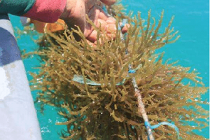 ALGAS PREMIUM COTTONII/COLÁGENO NATURAL/ETIQUETA LIMPIA/SOSTENIBLE - Product Image 6