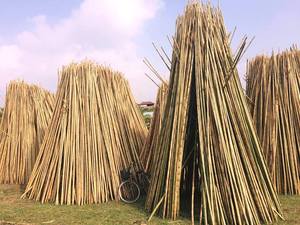 Mejor relación calidad-precio: estacas de bambú de gran venta para apoyar las plantas - Product Image 4