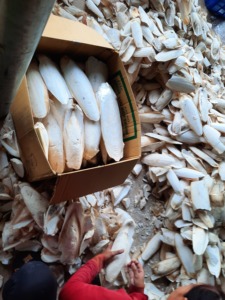 100% Os de seiche séché au soleil naturel meilleure qualité oiseaux nourriture os de seiche calmar os de seiche en vente - Product Image 3