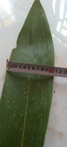 Feuille de bambou séchée Meilleur prix et bonne qualité au VietNam/Feuilles de bambou séchées Matière première Roseau Clôture Tuiles de toit Usine directe - Product Image 4