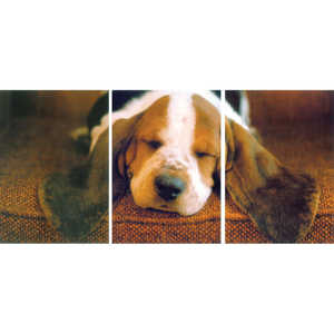 Rompecabezas de postal con diseño de naturaleza muerta de un Basset Hound durmiendo - Product Image 1