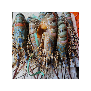 Vente en gros raisonnable Mer Prix abordable Frais Meilleure qualité Vente en gros Homard congelé/Queues de homard congelées Homard frais vivant - Product Image 3