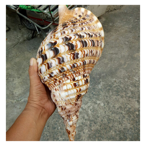 Conchas Decorativas de Caracol y Conchas de Trompeta Cuidadosamente Procesadas para Exhibición Creativa y Decoración Artesanal - Product Image 1