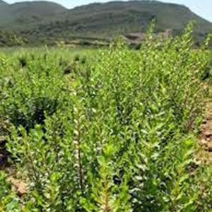 Aceite esencial de buchu de la mejor calidad, suplemento herbario líquido saludable de hoja directamente obtenido a un precio mayorista competitivo - Product Image 2