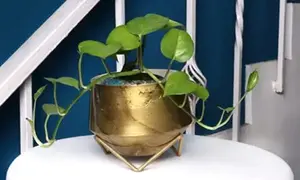 ชุดกระถางต้นไม้เหล็กชุบทองคุณภาพพรีเมียม ดีไซน์หรูหรา พร้อมขาตั้งสวยงาม ทันสมัย เหมาะสำหรับปลูกต้นไม้ในร่มและกลางแจ้ง เคลือบสีฝุ่น - Product Image 5