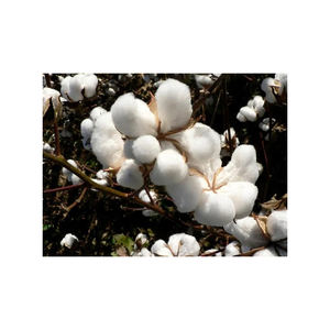 Coton 100% Biologique pour l'Approvisionnement Mondial – Vente en Gros Grandes Quantités – Coton Filé Écologique Fourni aux Usines de Production - Product Image 3