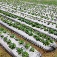 Film de paillis agricole en polyéthylène biodégradable, retenant l'eau et résistant aux UV, pour les cultures de plein air.