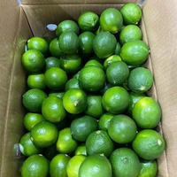 VTP VIETNAM ZAADLOZE VERSE GROENE CITROEN 5cm 100% NATUURLIJK VOORDELIGE PRIJS