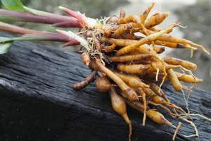 Ingrédient naturel de racine de Krachai pour la transformation alimentaire, les restaurants et la production de sauces - Product Image 2