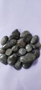 Coral Fossilizado Negro Natural de Primera Calidad, en Diversas Formas, para Joyería, Gemas Alba, Buen Precio - Product Image 5