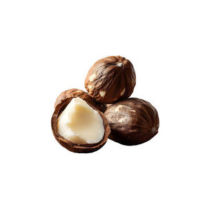 High Quality Shea <b>Nut</b> for Wholesale for Natural Product Manufacturers in Bulk Packaging - Product Image 2