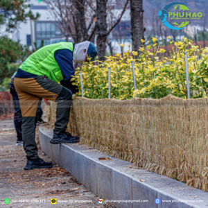 Top Product SEDGE MAT / Palm Mat Sedge Windbreak: Ensuring Plant Survival Against Cold Winter Winds - Product Image 5