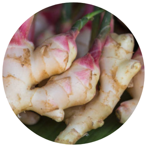 GALANGAL FRESCO CONGELADO, CALIDAD DE EXPORTACIÓN, HECHO EN VIETNAM Y A UN GRAN PRECIO - Product Image 6