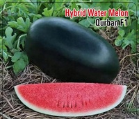 Hoogwaardige Moon Star Watermeloen QURBAN F1 Hybride Zaden Groene Zwarte Strepen 99,9% Zuiverheid 85% Kiembaarheid Oorsprong Pakistan 2 Jaar Ouder