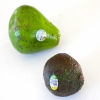 Verse avocado / Hass avocado, Fuerte avocado. Thaise leverancier