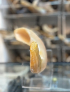 OEM High Quality Eco-Friendly Kudu Ram Horn Handcrafted Yemenite Shofar for Rosh Hashanah Kosher Natural <b>Crafts</b> Blown Kudu Horn - Product Image 3