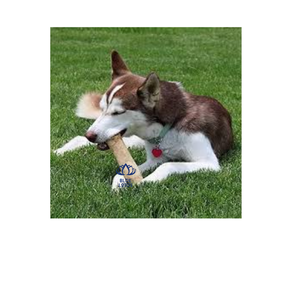 Natural Wood Chew <b>Stick</b> for <b>Dogs</b> Durable Outdoor Play Toy Large Size Solid Design Eco Friendly Pet Chew Toy - Product Image 1