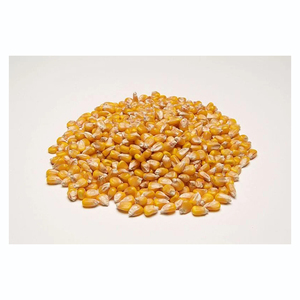 Oferta de fábrica: Maíz amarillo premium seleccionado para suministro al por mayor - Product Image 4
