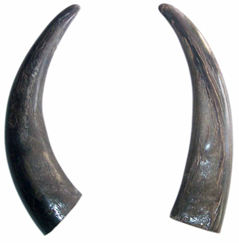 กรอบแว่นตาทำมือจากเขาควายธรรมชาติ กันน้ำ ใช้เป็นด้ามมีด/ดาบได้ รุ่น ZEHRA INDUSTRIES HR-451 ของขวัญทางธุรกิจ - Product Image 6