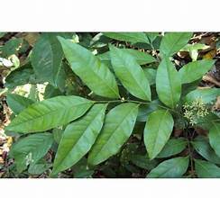 ÉTIQUETTE PROPRE CLAUSENA INDICA FEUILLES INGRÉDIENT BOTANIQUE NATUREL POUR LE SOIN IMMUNITAIRE THÉ DÉTOX SOUTIEN ET ÉQUILIBRE - Product Image 3