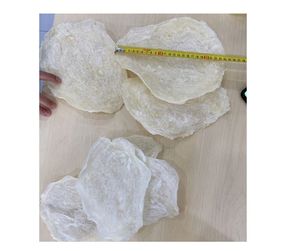 ตีนปลาแห้งแบบพรีเมี่ยมสำหรับการส่งออกทั่วโลกจากเวียดนามในถุงอาหารทะเลรสเลิศคุณภาพสูงผู้จัดจำหน่ายปลากระเพาะปลาที่เชื่อถือได้จำนวนมาก - Product Image 6