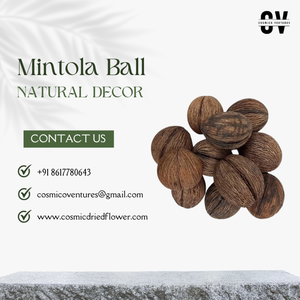 Popular Premium Quality Mintola <b>Ball</b> for Wedding Graduation Home Office Decor Dried Flower Arrangement Custom Colors 2026 - Product Image 2