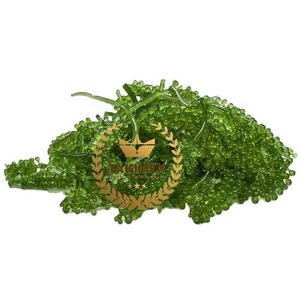 100% uvas de mar tostadas y secas orgánicas (Umibudo) algas deshidratadas Lato de Vietnam embalaje de alta calidad en bolsa con cremallera - Product Image 1