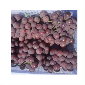 Chất lượng cao mùa Cấp Trái Cây màu đỏ tươi toàn cầu garape nho tươi ngọt Ai Cập màu đỏ thẫm không hạt tỏa sáng nho để bán - Product Image 4