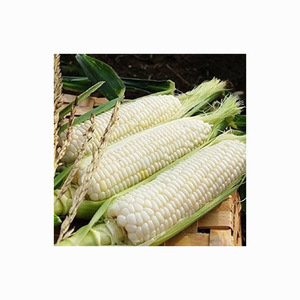 Maíz de maíz blanco no OGM/maíz blanco maíz secado al aire maíz en venta 50kg embalaje - Product Image 4