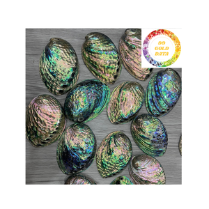 Conchas de abulón de océano de Vietnam para los amantes de la artesanía Calidad de grado de exportación - Product Image 3