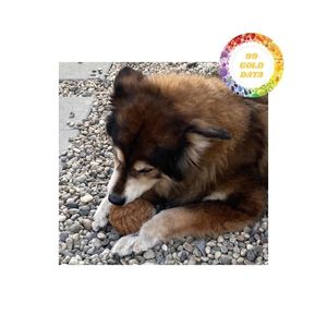 ลูกบอลมะพร้าวสำหรับสัตว์เลี้ยงของเล่นสำหรับสัตว์เลี้ยงทนทานเป็นมิตรกับสิ่งแวดล้อมงานฝีมือจากธรรมชาติจากเวียดนามสำหรับเวลาเล่นและการฝึก - Product Image 5