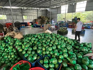 Tươi Màu Xanh Lá Cây Da Bưởi Việt Nam Chất Lượng Xuất Khẩu Ngọt Ngào Ngon Ngọt Bưởi Citrus Trái Cây Số Lượng Lớn Bán Buôn Hữu Cơ Nhà Cung Cấp Giá Tốt Nhất - Product Image 5