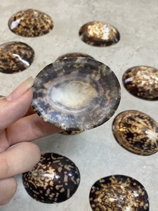 Coquille de mer pour décoration-Coquille d'escargot pour allaitementAbalone Shell - Limpet Murex Operculum - Product Image 2