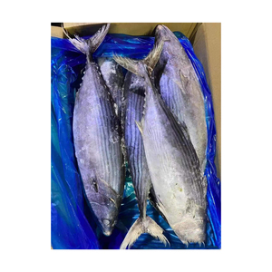 Vente en gros de bonites rayées congelées Fourniture en vrac de produits de la mer surgelés de qualité supérieure pour distributeurs - Product Image 2