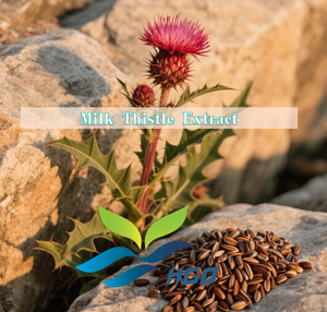 HGO Factory Fourniture directe d'extrait de chardon-Marie naturel pur (qualité alimentaire) Spécification Silymarine soluble dans l'eau 20% - Product Image 2