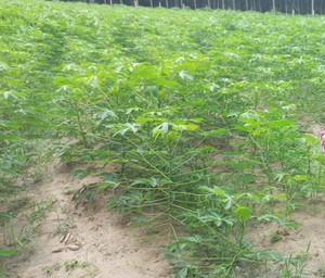 Amidon de farine de tapioca de qualité d'exportation-Vietnam meilleur ingrédient-sac de Grade-50kg alimentaire-usage industriel et alimentaire-approvisionnement en vrac - Product Image 3