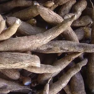 Manioc de légumes frais de haute qualité disponible à la vente à bas prix