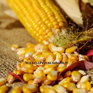 เมล็ดข้าวโพดแช่แข็ง IQF ฉลากสะอาดเกรดอาหารเกรดพรีเมี่ยมหวานฉ่ำและเป็นธรรมชาติ100% ส่งออก - Product Image 3