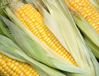 NATÜRLICHES GANZES KERNEL CANNED SWEET CORN/KEINE PRE SERVATIVEN/BEREIT FÜR DEN GEBRAUCH/BULK EXPORT