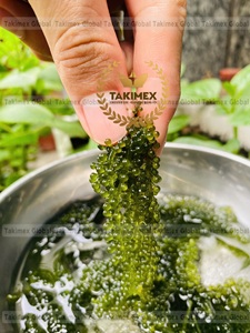 Raisins Lato/latok/Algues marines Raisins de mer du Vietnam pour l'exportation - Product Image 5