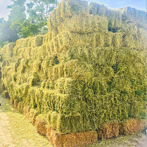Producto agrícola, compra de heno orgánico de hierba de alfalfa en gránulos de heno de alfalfa para alimentación animal a la venta a granel - Product Image 2