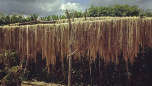 PRODUCTO PREMIUM/PRODUCTO DE FIBRA DE BANANA fabricado en VIETNAM/CALIDAD PREMIUM - Product Image 2