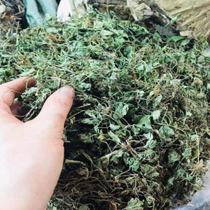 Venta al por Mayor de Pennywort Seco de 99 Gold Data Vietnam / Productos Destacados en Oferta 2024 para Exportación - Product Image 6