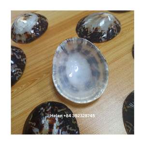 PRECIO A GRANEL CARACOL SEASHELL SOUVENIR LIMPET SHELL ARTESANÍA HECHO EN VIETNAM LISTO PARA ENVIAR - Product Image 6