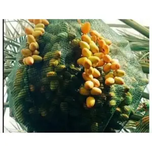 Bolsas de protección para dátiles modelo R (25 piezas) - Product Image 1