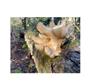 "ซื้อเห็ดนางรมแช่แข็งขายในราคาถูกเห็ดสดสำหรับทำอาหารและเตรียมอาหาร" - Product Image 2