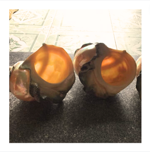 Coquille de mer polie bleue du Vietnam - Coquille de mer non peinte avec motif naturel - Coquille de mer extrêmement bon marché pour la décoration intérieure - Product Image 5