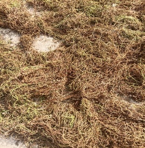 Bacopa Monnieri Premium, plante entière séchée |   Herbe Mémoire Ayurvédique |   Approvisionnement en gros en provenance d'Inde - Product Image 5