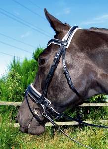 Bords de tuyauterie en cristal de courbe stellaire U bride anatomique de forme libre rembourrée - Product Image 3